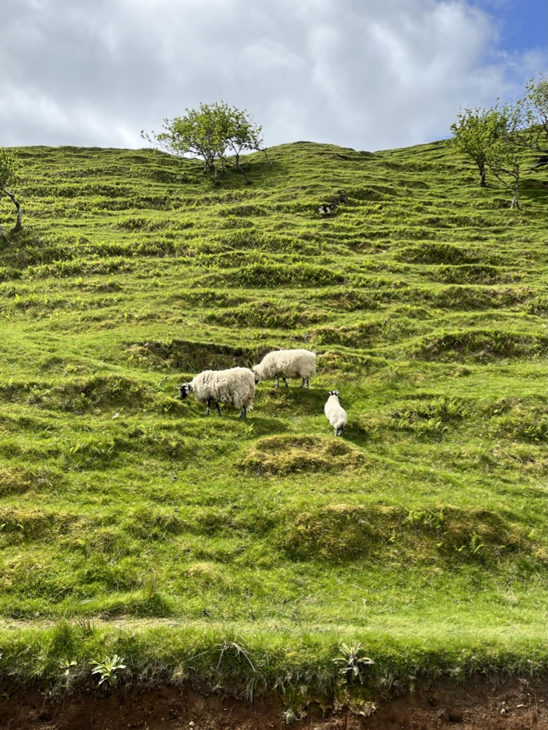 Sheep on a hillside in Scotland